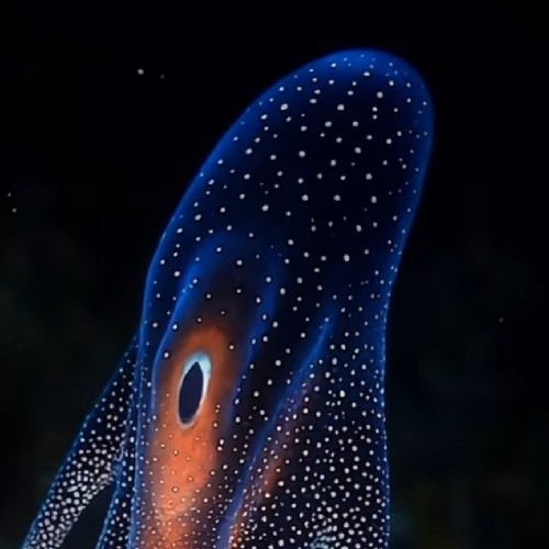 atamtutam