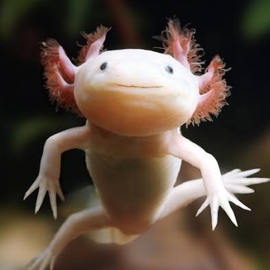 axolotl2468