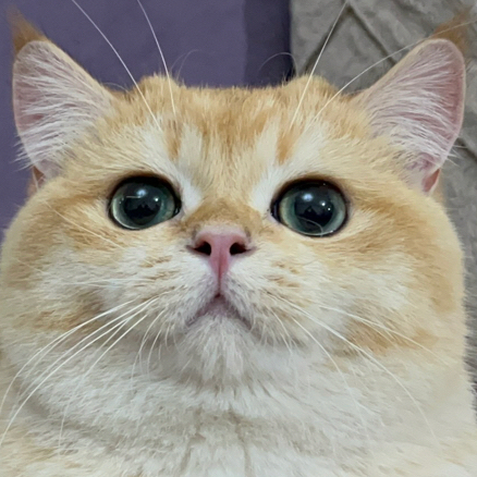 azman kedi