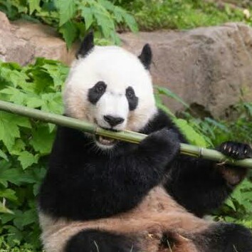 bambu bagimlisi panda