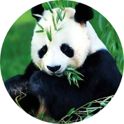 bambu yiyen pofuduk panda