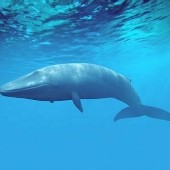 bluewhale