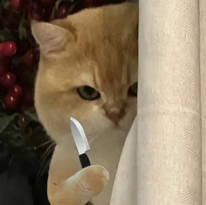 dama cikan kedi