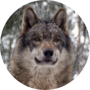 eurasianwolf