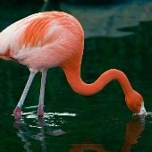 flamingonunagzindakibalik