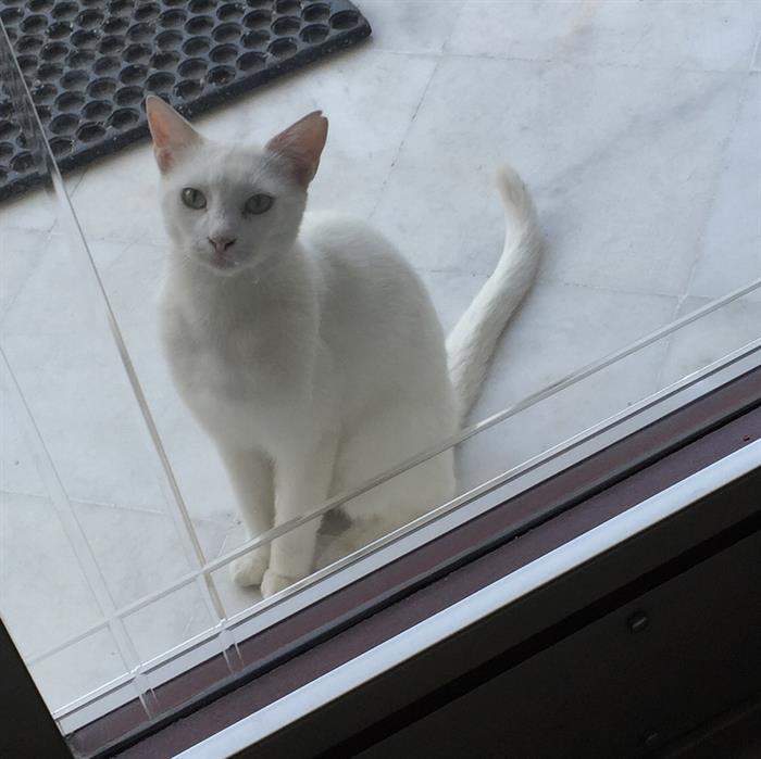 gandiwhitecat