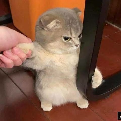 gurcell gurcell