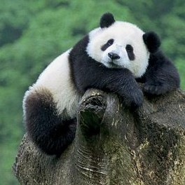 ihtiyar panda