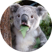 koalaolayim