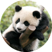 nesli tukenmeyen panda
