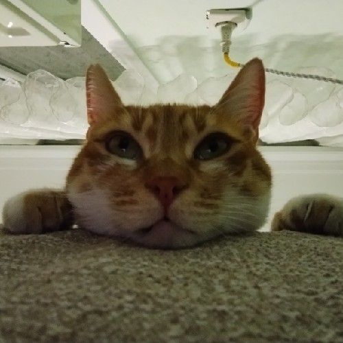 nom