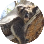 obez koala timi