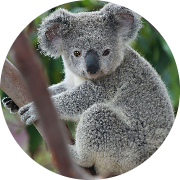 olympic koala