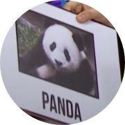 panda ayisi