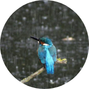 rainbird