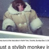 stylish monkey
