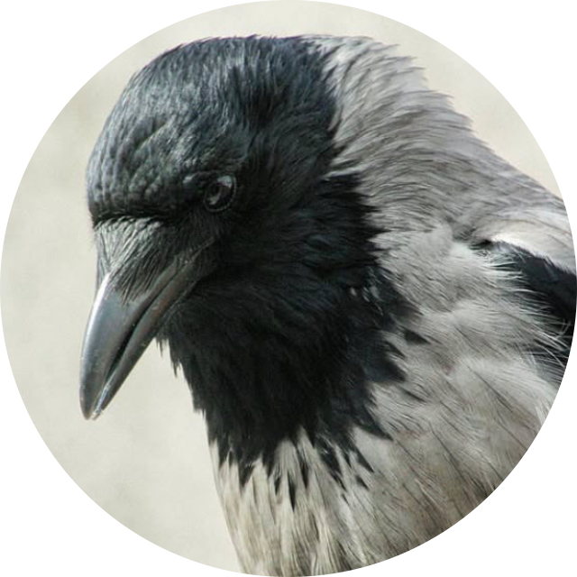 tikibello
