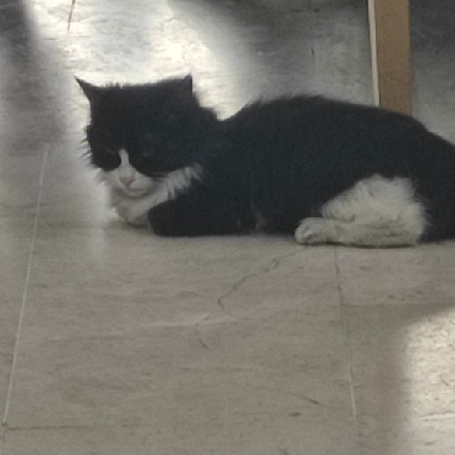 Porno oyinchi va oyinchi